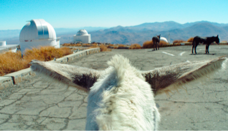 Oscar Star Alison McAlpine Drops a Wild 'Strangeness' Vibe on Hollywood Hills