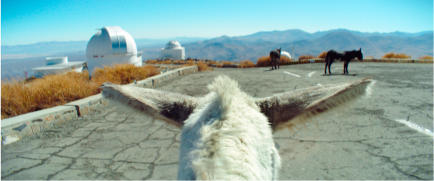 Oscar Star Alison McAlpine Drops a Wild 'Strangeness' Vibe on Hollywood Hills