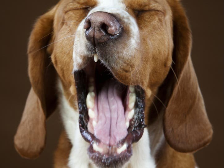 Pet Cremation Fraud Sparks New Legislation in Pennsylvania